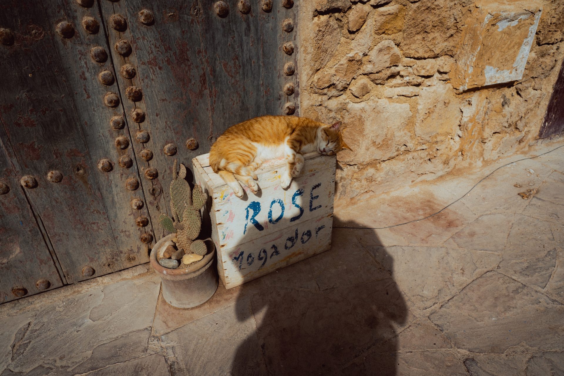 Mon reflet devant un chat dormant sur un boite notée Rose