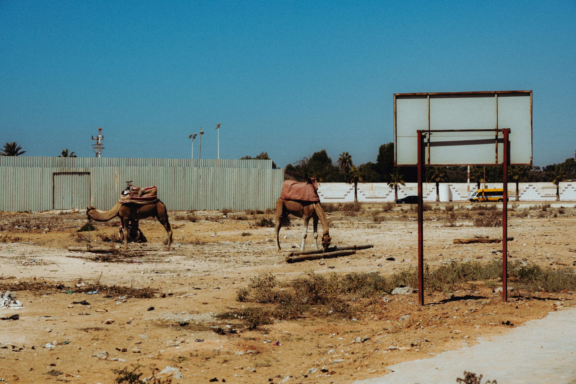Deux chameaux dans les abords d'Agadir.